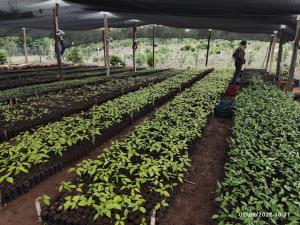 Guatemala/Selva Maya | Nursery of Brosimum alicastrum, Cedrela odorata and Swietenia macrophylla to support restoration activities | 6/1/2022 | vivero