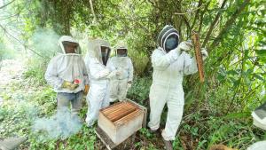 Guatemala/Selva Maya | Bee pathology sampling in San Miguel | Melvin Mérida/WCS | WhatsApp Image 2022-07-12 at 8.43.12 AM