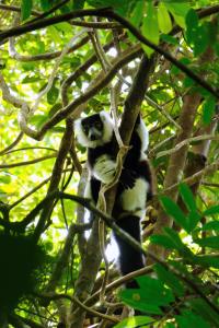 Madagascar, MaMaBay landscape | Black and White Ruffed Lemur in Makira Natural Park | Andrew Kirkby | 17. WCS Andrew Kirkby black and white ruffed lemur