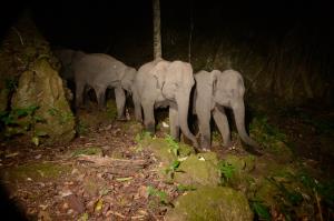 Thailand/HKK | Famale elephant was captured by cameratrap | DNP/WCS Thailand | Captured elephant
