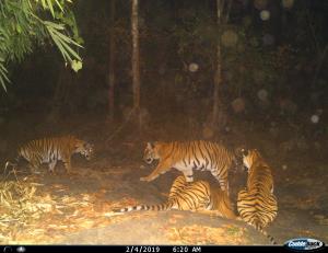 Thailand/HKK | Mother tiger and tree cups are taking a night bath | DNP/WCS Thailand | Big tiger family