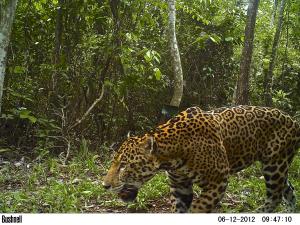 Guatemala, MBR, Laguna del Tigre | Jaguar | Rony García-Anleu/WCS Guatemlaa | SMAYA_20120612_RGA_1.JPG
