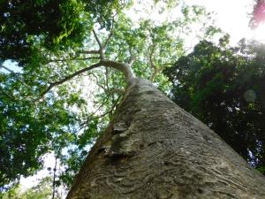 Guatemala, MBR, Laguna del Tigre | Cantemo tree, used by scarlet macaws for nesting | Roan Balas McNab/WCS Guatemala | SMAYA_20210511_RBM_2.JPG