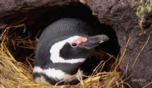 Argentina, Blue Patagonia | Marine biodiversity: Magellanic Penguins (Spheniscus magellanicus) | Txaber Vaca | Magellanic Penguins (Spheniscus magellanicus)