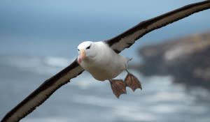 Argentina, Blue Patagonia | Marine biodiversity: Black-browed albatross (Thalassarche melanophris) | Black-browed albatross (Thalassarche melanophris)