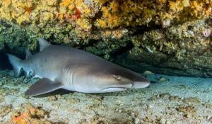 Argentina, Blue Patagonia | Marine biodiversity: Sand Tiger shark (Carcharias taurus) | Shuterstock | Sand Tiger shark (Carcharias taurus)