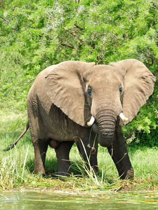 Savanna elephant