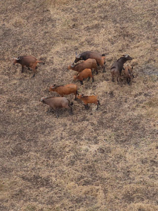 African Buffalo