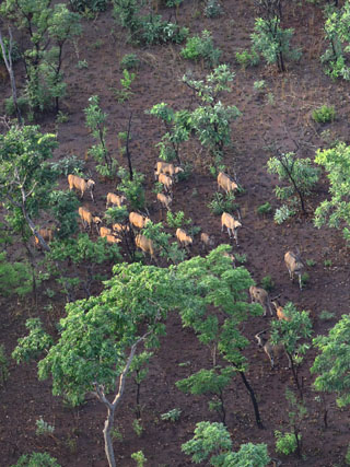 Eastern Giant Eland