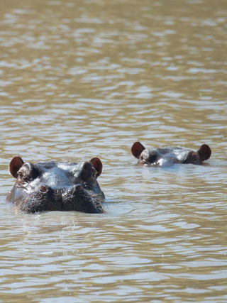 Hippopotamus