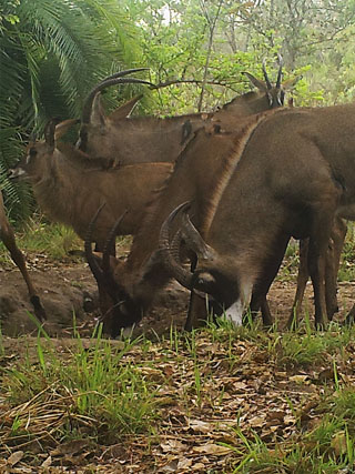 Roan Antelope