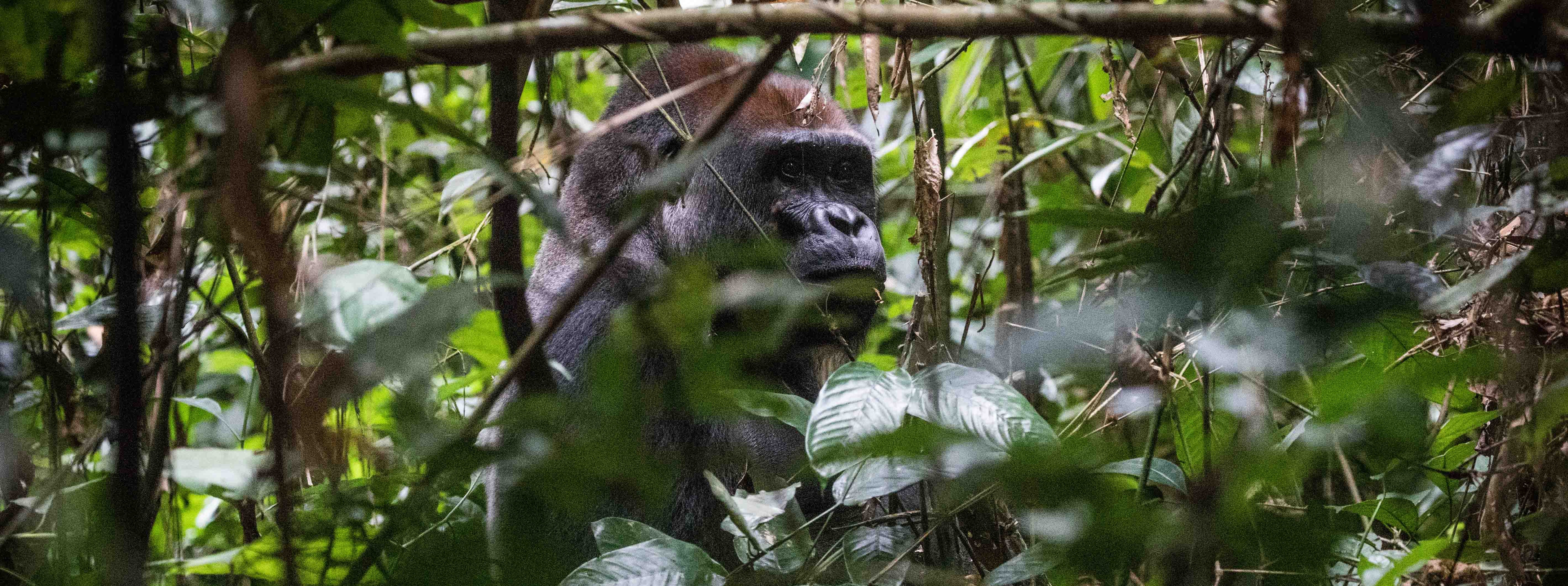 @ WCS Congo