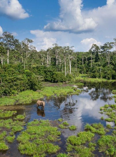 NDOKI-LIKOUALA LANDSCAPE