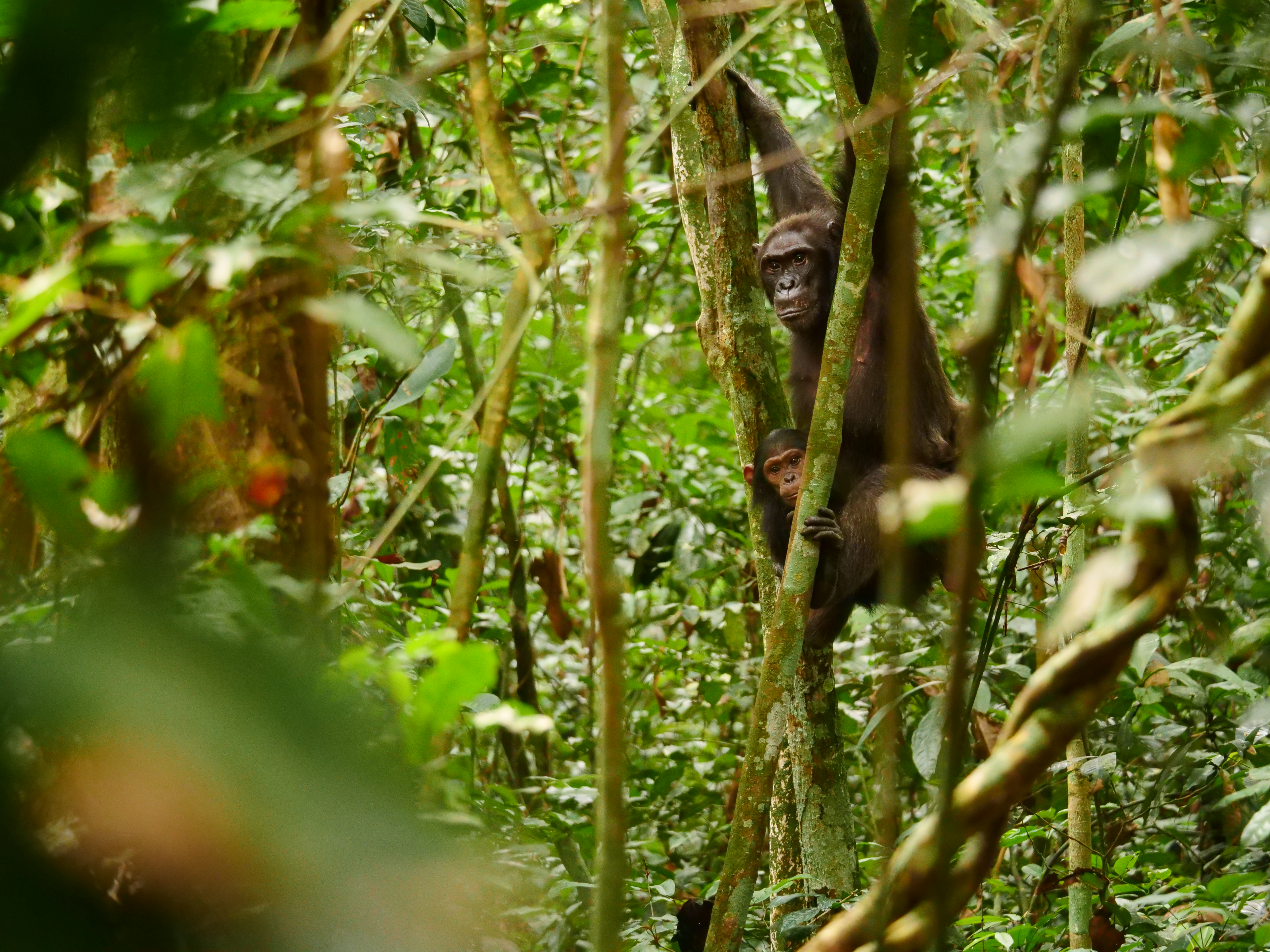 Chimpanzees