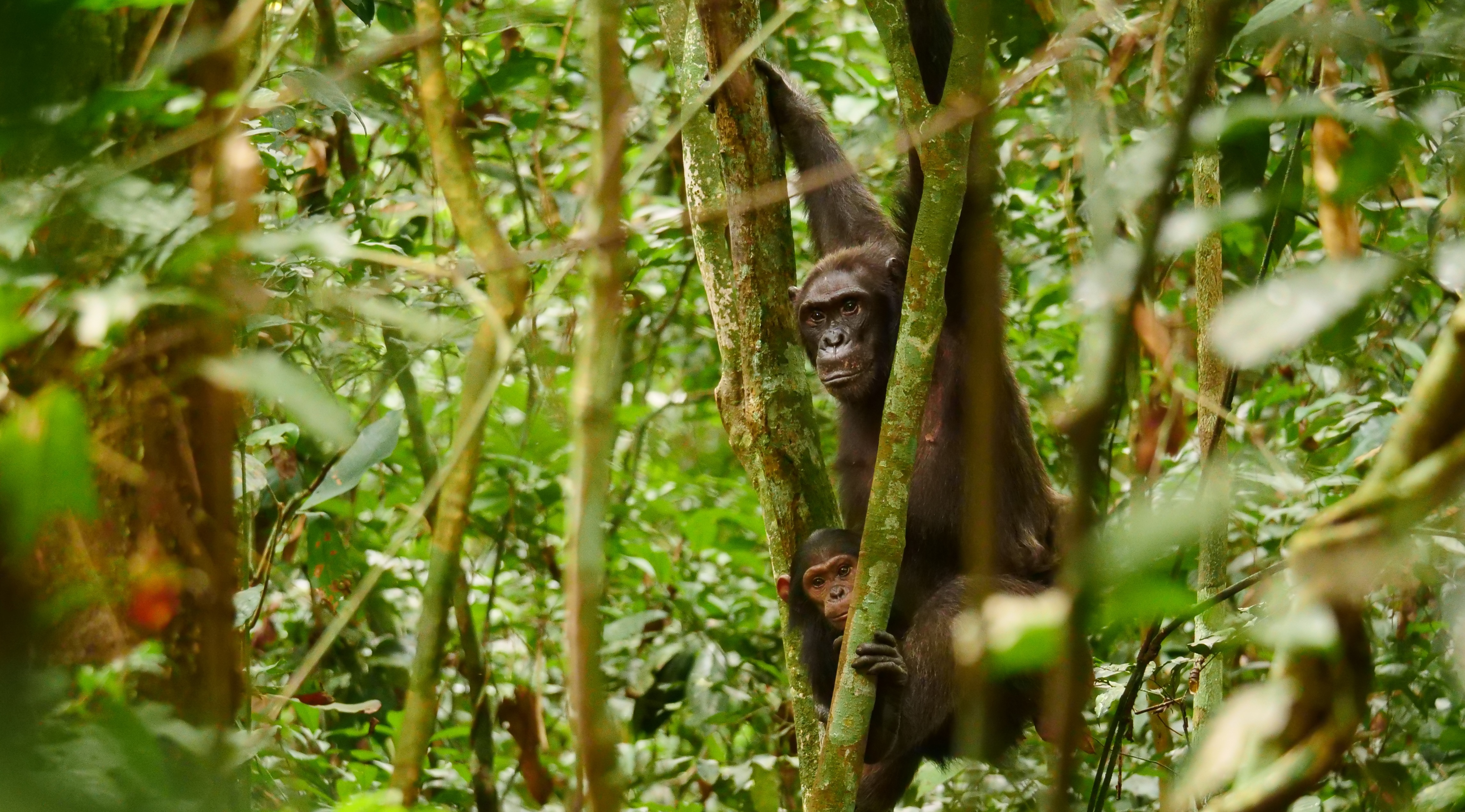 Chimpanzé