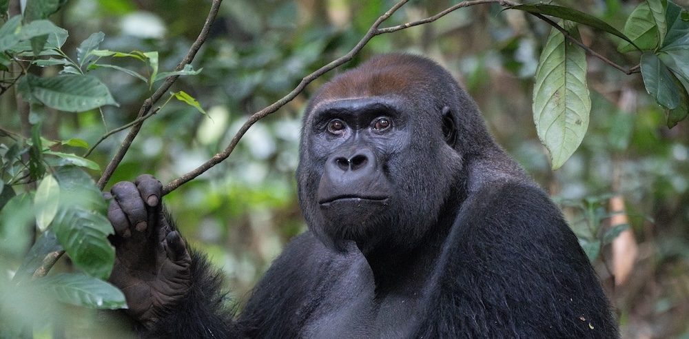 Western Lowland Gorilla