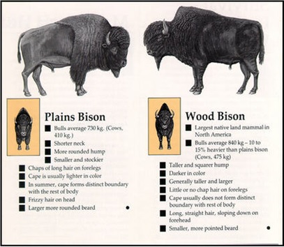 Key features distinguish wood bison from plains bison. Image courtesy ...