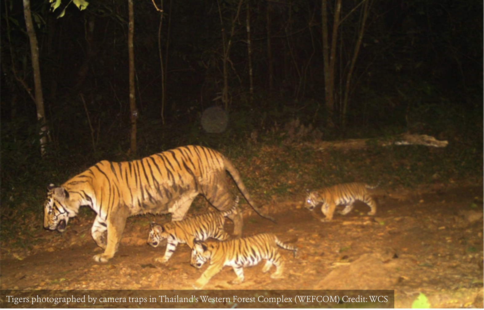 Hábitat De Los Tigres De Bengala