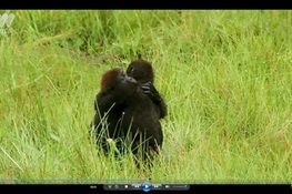 Video Captures Gorillas Hugging it Out