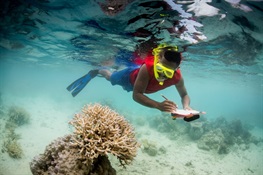 WORLD OCEANS DAY NEWS: Online Data Platform Gives Scientists New Tool  For Understanding Climate Change Impacts on Coral Reefs