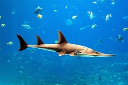 CITES CoP 18: 10 Shark & Ray Facts