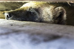 Are Wolverines in the Arctic in the Climate Change Crosshairs?