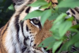 CITES CoP17: WCS Applauds Lao PDR for Committing to Shut Down Commercial Tiger Farms