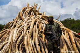 WCS Praises Kenya for Massive Elephant Ivory and Rhino Horn Burn Scheduled to take place on Saturday, April 30