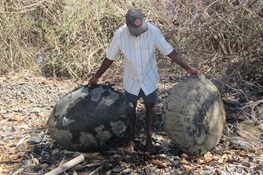 WCS Reports Organized Poaching is Decimating Madagascar’s Sea Turtles 