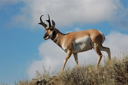 Behavioral Study of Greater Yellowstone Pronghorn Finds Highway Crossing Structures a Conservation Success