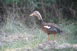 Nest of Globally Endangered White-winged Duck Recorded in Northern Plains of Cambodia