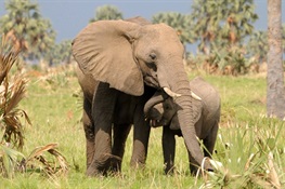 Uganda’s Elephants Increasing in Number