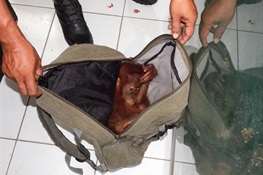 April 16 - Indonesian Authorities Arrest Online Orangutan Trader 