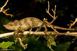 WELCOME TO THE WORLD: New Chameleon Emerges from Wilds of Tanzania