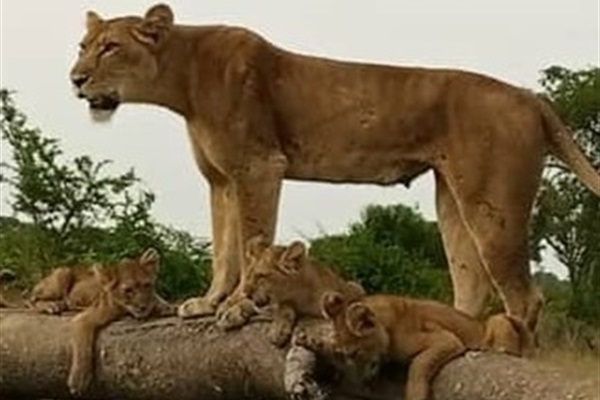 Unique Tree-Climbing Lions Roar Again in Uganda