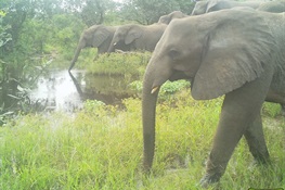 Last Chance for Nigeria’s Endangered Elephants: Can a National Elephant Action Plan Help Save Them?