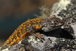 Expedition Scientists in Bolivia Discover Seven Animal Species New to Science  In World’s Most Biodiverse Protected Area