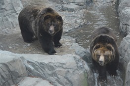Wildlife Conservation Society Opens Grizzly Bear Exhibit At Central Park Zoo 