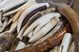 WCS EU Congratulates the Belgian Senate for Passing a Resolution calling for a Strong EU Domestic Ivory Trade Ban
