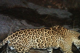 WCS Spearheads Conservation Science For U.S. Jaguar Recovery Plan