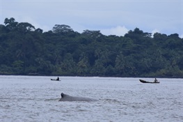 Gabon Provides Blueprint for Protecting Oceans, Protecting 26 Percent of its EEZ in a Network of 20 Marine Protected Areas
