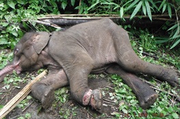 BREAKING NEWS:Snares Wiping Out Wildlife in Unprecedented Numbers