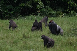 April 7--Declining Great Apes of Central Africa Get New Action Plan for Conservation for the Next Decade