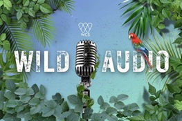 WCS Launches WCS Wild Audio, a Podcast Featuring Conservation Stories from Around the World