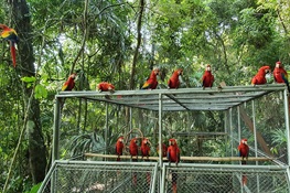 WCS and CONAP Release 26 Young Scarlet Macaws into Guatemala’s Maya Biosphere Reserve (English and Spanish)