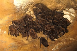 Big Bat Find in Alberta’s Boreal Forest
