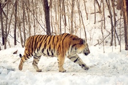 July 23 - Closing Roads to Save Tigers