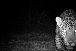 Jaguars & Well-managed Logging Concessions Can Coexist, Say Conservationists