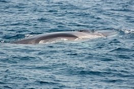 First Whale Detected by Newly Deployed Acoustic Buoy in New York Bight, and Scientists Say It’s a Big One!