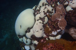 Widespread Bleaching Spotted in Solomon Islands Coral Reefs